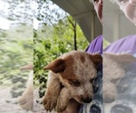 Small breeder photo