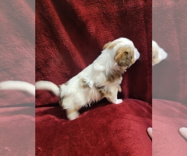 Medium Photo #92  Breeder Profile in AKRON, OH, USA