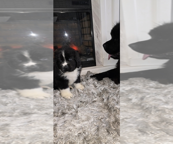 Medium Photo #52  Breeder Profile in TILTON, IL, USA
