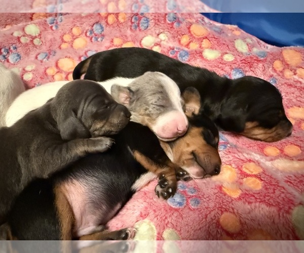 Medium Photo #1  Breeder Profile in DES MOINES, IA, USA