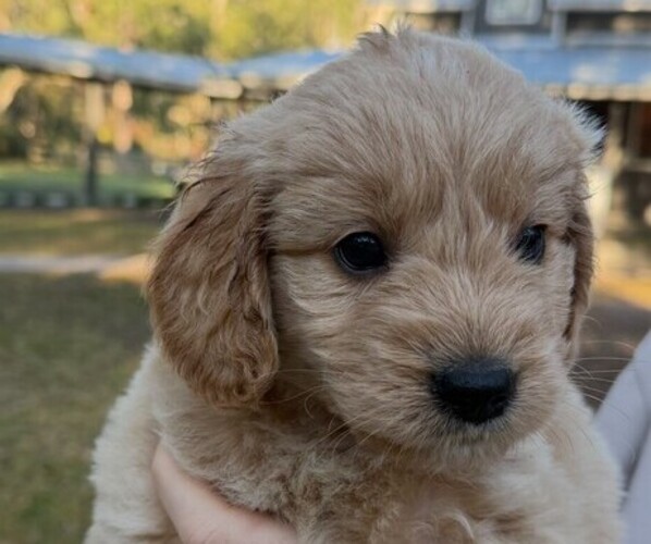 Medium Photo #11  Breeder Profile in SAINT AUGUSTINE, FL, USA