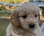 Small Photo #11  Breeder Profile in SAINT AUGUSTINE, FL, USA