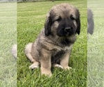 Small #66 Breeder Profile image