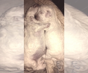 Bichon Frise Dog Breeder near QUILCENE, WA, USA