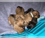 Small #2 Breeder Profile image