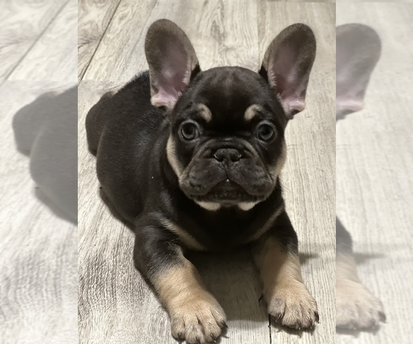 Medium Photo #1  Breeder Profile in LAKELAND, FL, USA