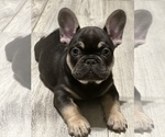 Small breeder photo