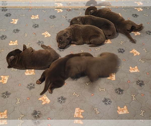 Medium Photo #3  Breeder Profile in FLORA, IL, USA