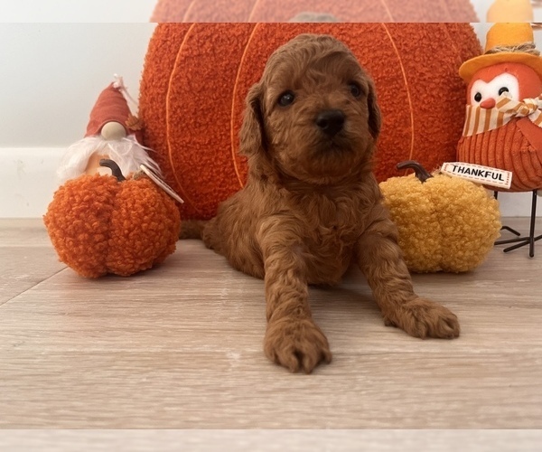 Medium Photo #3  Breeder Profile in EL RENO, OK, USA