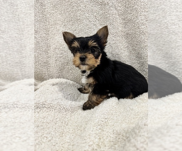 Medium Photo #3  Breeder Profile in NORMAN, OK, USA