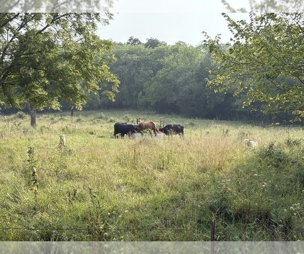 Medium Photo #14  Breeder Profile in LECOMPTON, KS, USA