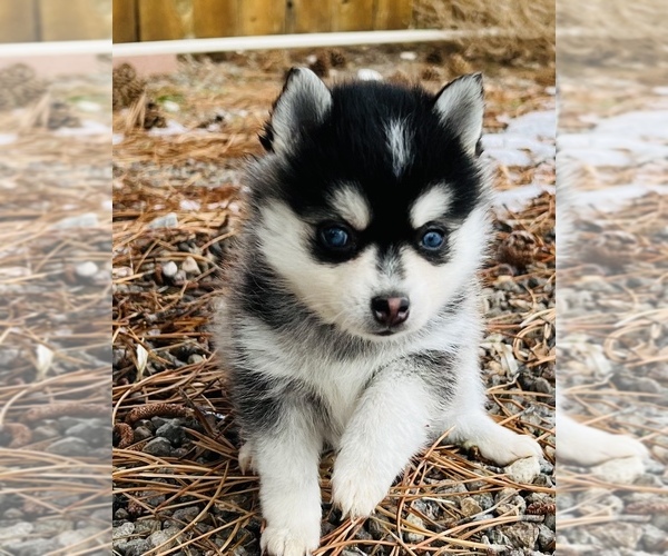 Medium Photo #1  Breeder Profile in MOUNTAIN HOME, ID, USA
