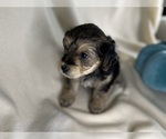 Small #6 Breeder Profile image