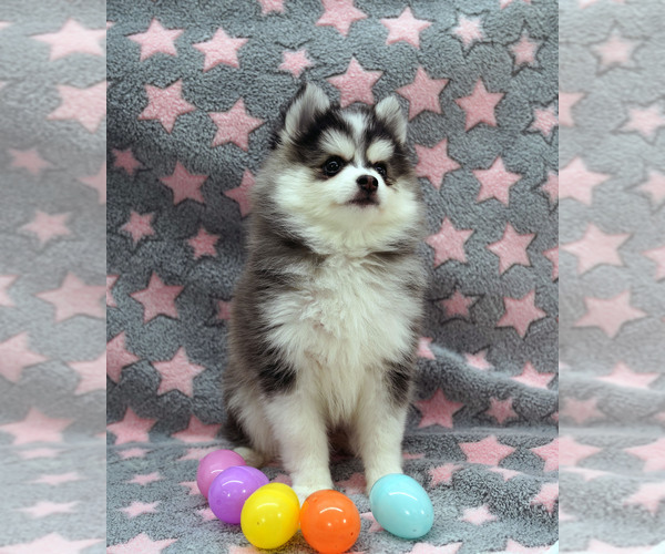 Medium Photo #5  Breeder Profile in NASHUA, NH, USA