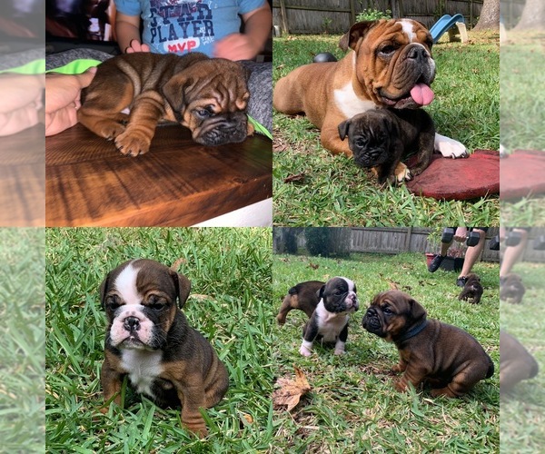 Medium Photo #1  Breeder Profile in JACKSONVILLE, FL, USA