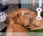 Small #44 Breeder Profile image