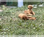 Small breeder photo