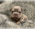 Small Photo #15  Breeder Profile in NEW BRUNSWICK, NJ, USA