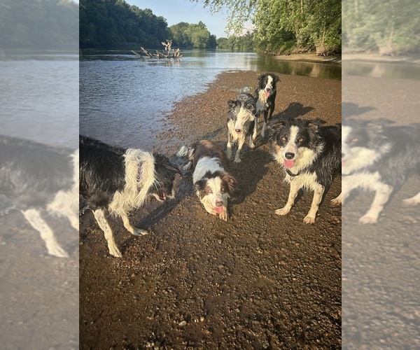 Medium Photo #3  Breeder Profile in BERRIEN SPRINGS, MI, USA