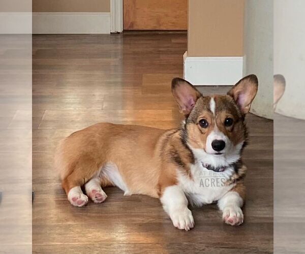 Medium Photo #8  Breeder Profile in BERNE, NY, USA