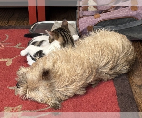 Medium Photo #33  Breeder Profile in FAIR OAKS, CA, USA