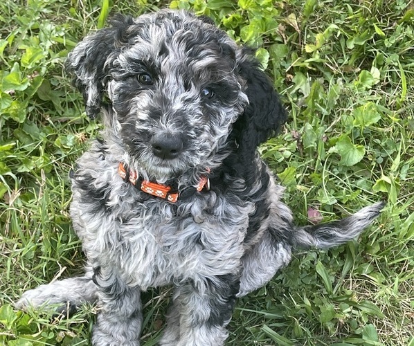 Medium Photo #1  Breeder Profile in MIDDLETOWN, OH, USA