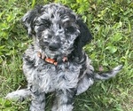 Small breeder photo