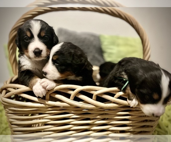 Medium Photo #1  Breeder Profile in LONGVIEW, WA, USA