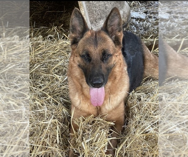 Medium Photo #1  Breeder Profile in HARVARD, IL, USA