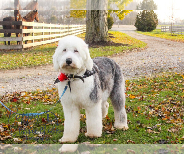 Medium Photo #1  Breeder Profile in GOSHEN, IN, USA