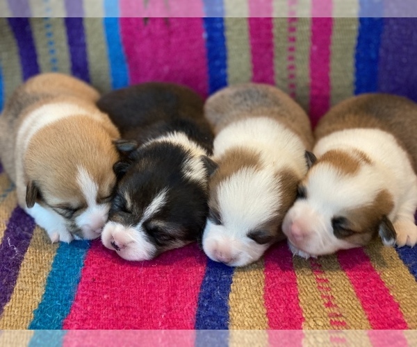 Medium Photo #13  Breeder Profile in WOODLAND, WA, USA