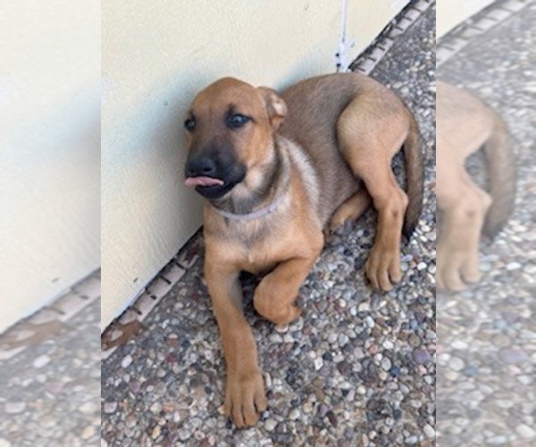 Medium Photo #8  Breeder Profile in SAN ANTONIO, TX, USA