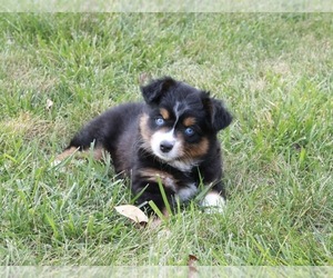 Miniature Australian Shepherd Dog Breeder near ALBIA, IA, USA