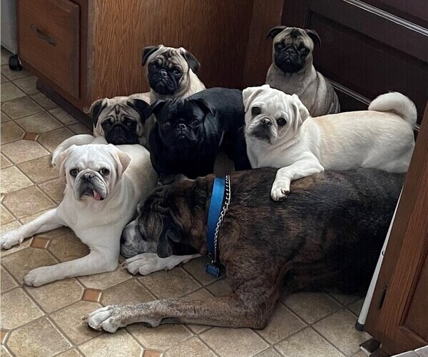 Medium Photo #1  Breeder Profile in MIDDLETOWN, PA, USA