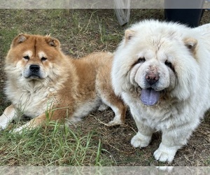 Chow Chow Dog Breeder near FONTANA, CA, US