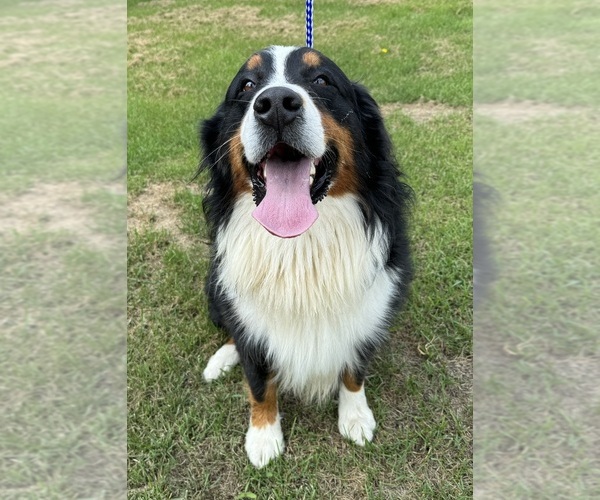 Medium Photo #17  Breeder Profile in MERRILL, MI, USA