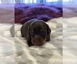 Small #1 Breeder Profile image