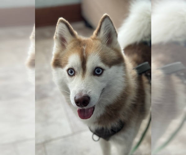 Medium Photo #41  Breeder Profile in VENUS, PA, USA