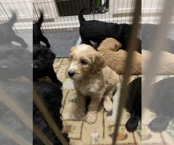 Medium Photo #1  Breeder Profile in SAINT JOSEPH, MO, USA