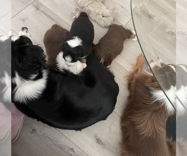 Medium Photo #5  Breeder Profile in DIXON, CA, USA