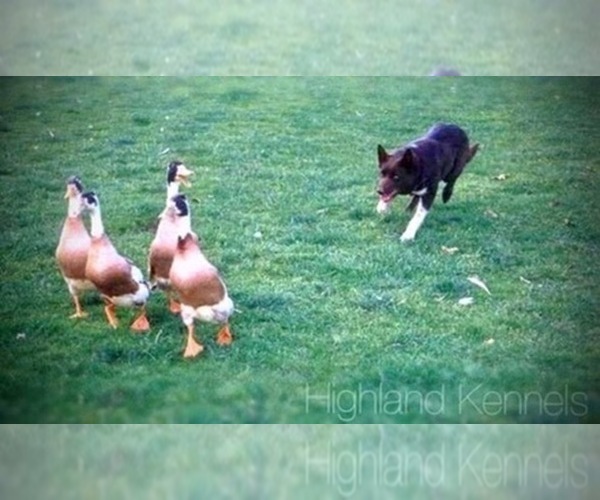 Medium Photo #34  Breeder Profile in CAMAS, WA, USA