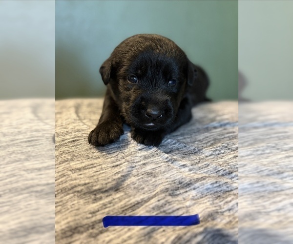 Medium Photo #8  Breeder Profile in PLANT CITY, FL, USA