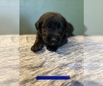 Small #7 Breeder Profile image