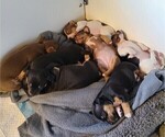 Small #11 Breeder Profile image