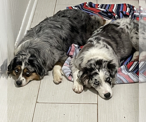 Australian Shepherd Dog Breeder near TRENTON, FL, USA