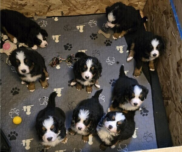 Medium Photo #2  Breeder Profile in SALMON, ID, USA