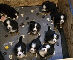 Small #1 Breeder Profile image