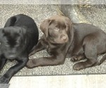 Small #12 Breeder Profile image