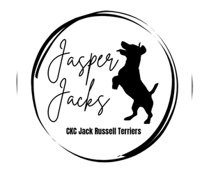 Jack Russell Terrier Dog Breeder near JASPER, FL, USA
