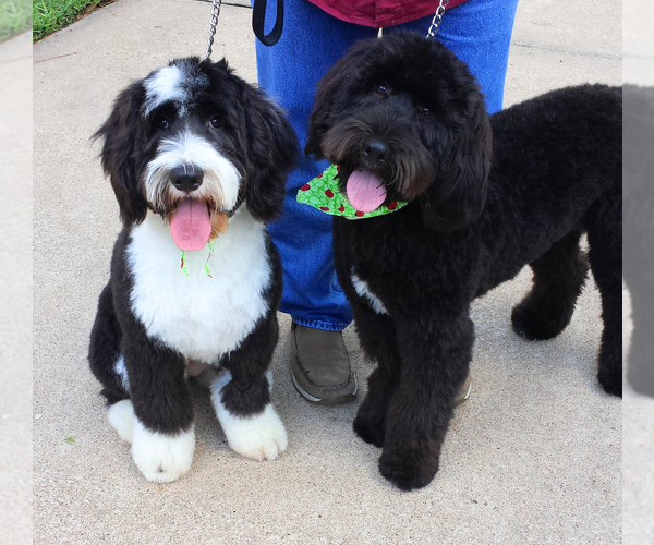 Medium Photo #1  Breeder Profile in ASPERMONT, TX, USA
